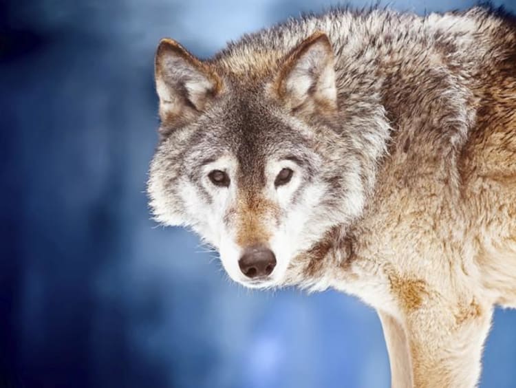 A lone wolf standing in the snowy woods