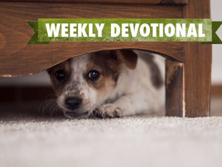 dog hiding under chair