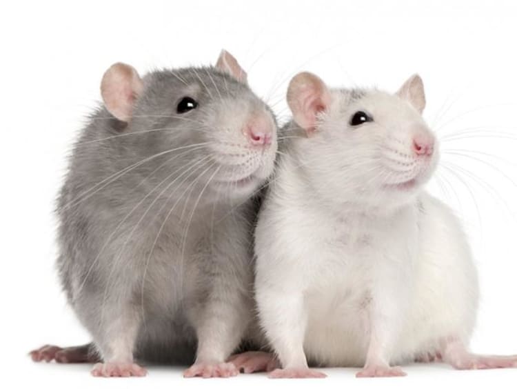 Two mice next to each other