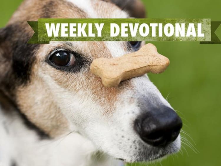 A dog with a bone balanced on his nose under the Weekly Devotional banner