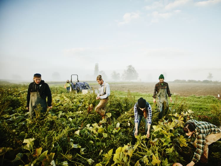 Conscious farmers responsibly harvesting squash