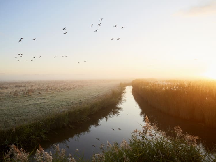 river leading toward gathering of birds and horizon