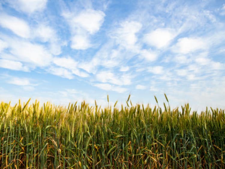 Wheat field