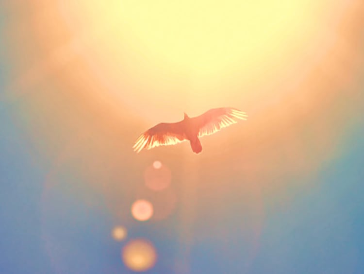 Dove flying under the sun.