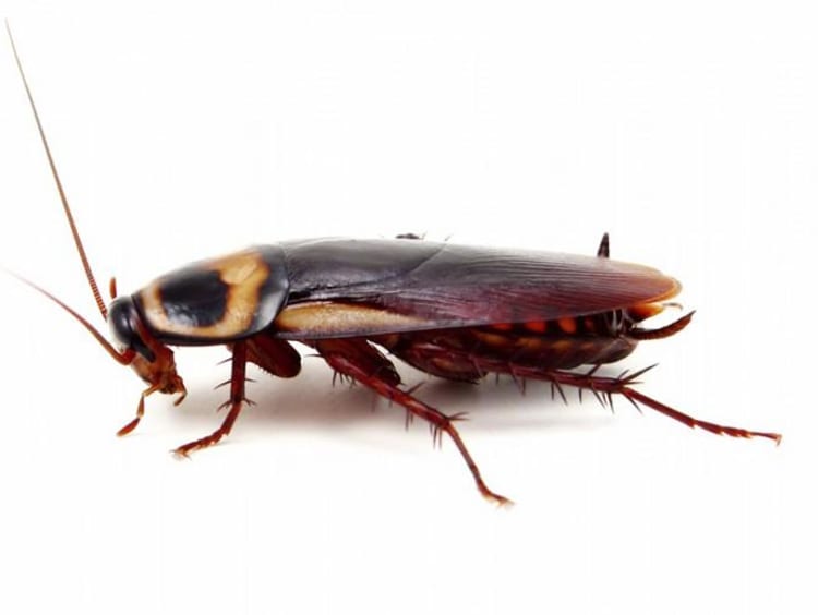 Cockroach graphic