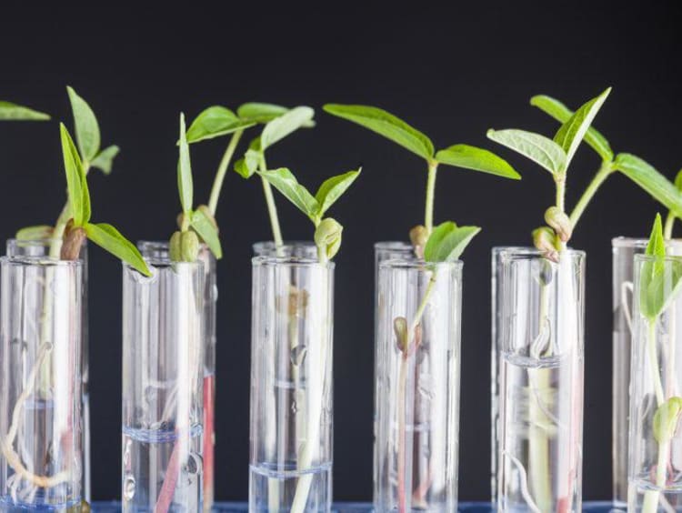 plants growing in test tubes