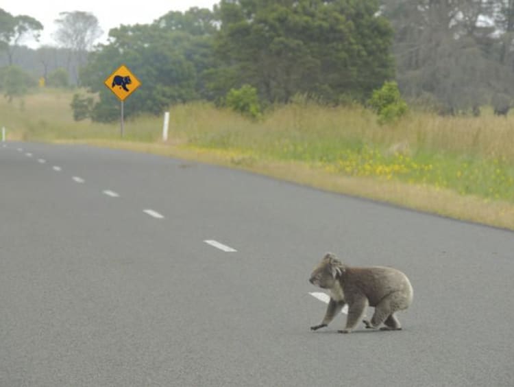 a koala crossing the road