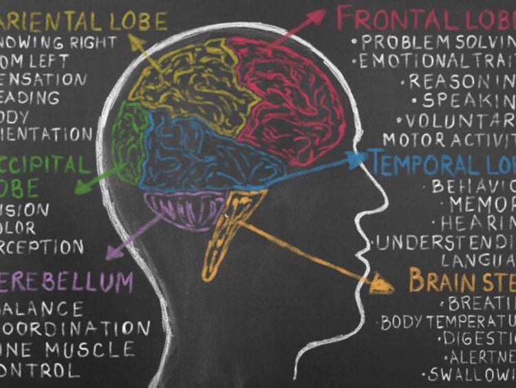 In a first, human study shows how dopamine teaches our brain new