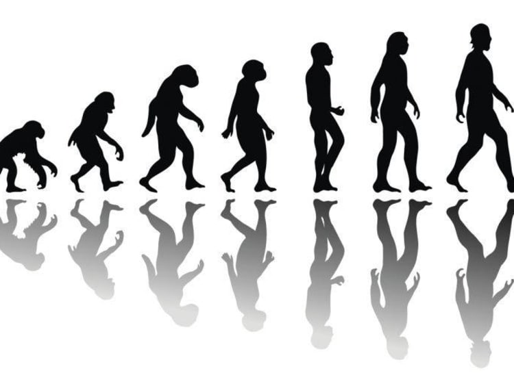 monkey to human evolution process