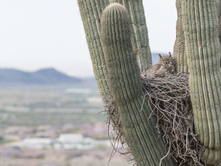 Owl in a cactus