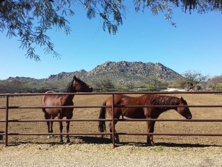 Two horses out near a fence in Rancho Milagro