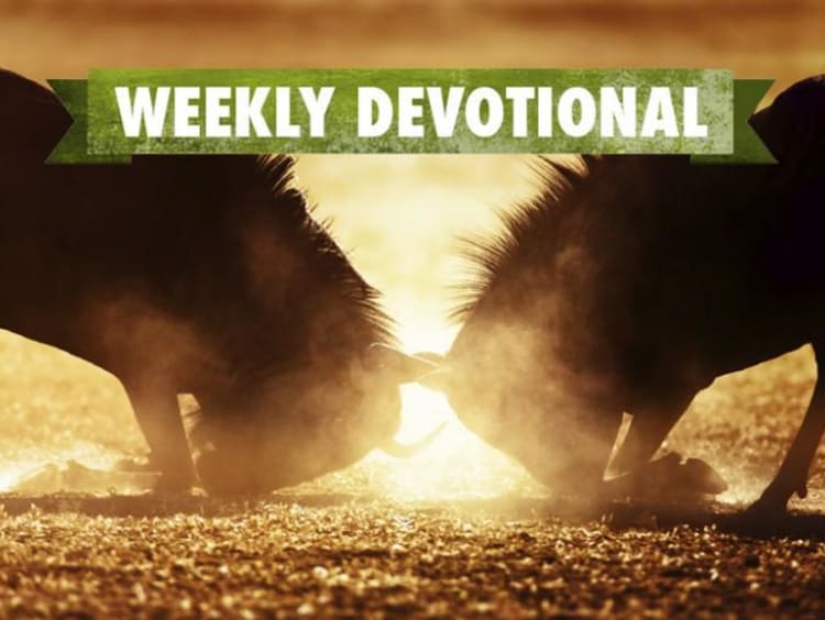 Two animals fighting under the Weekly Devotional banner