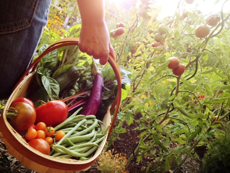 Woman carrying a basket full of vegetables 