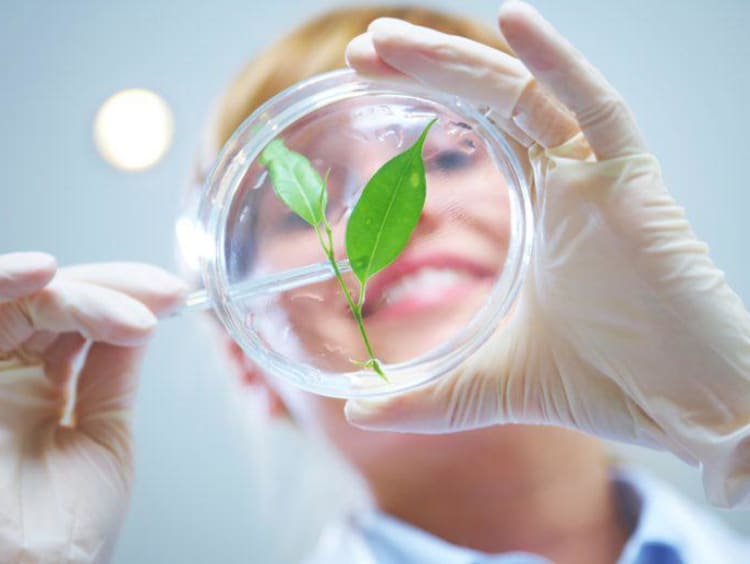 person dissecting a plant