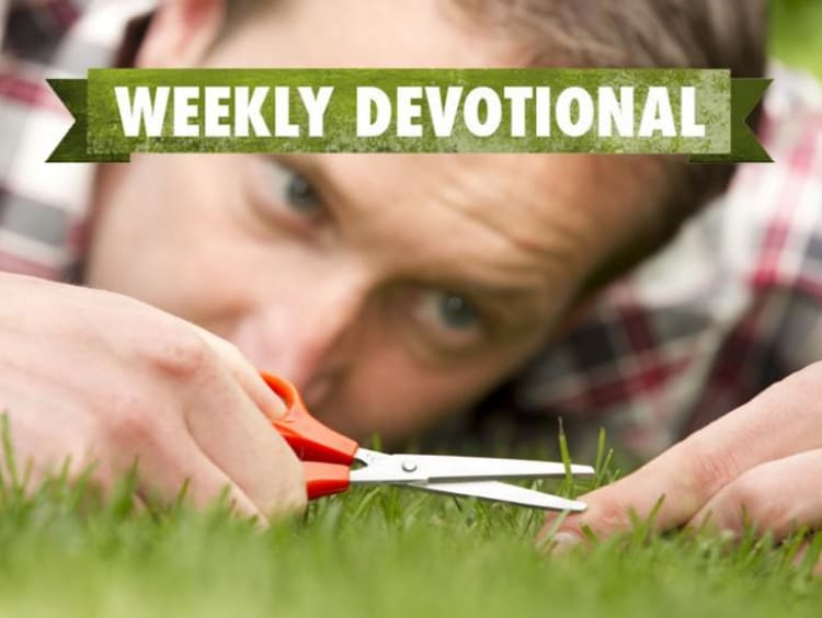 A man carefully cutting blades of grass with scissors