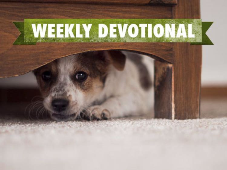 dog hiding under chair