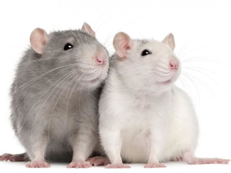 Two mice next to each other