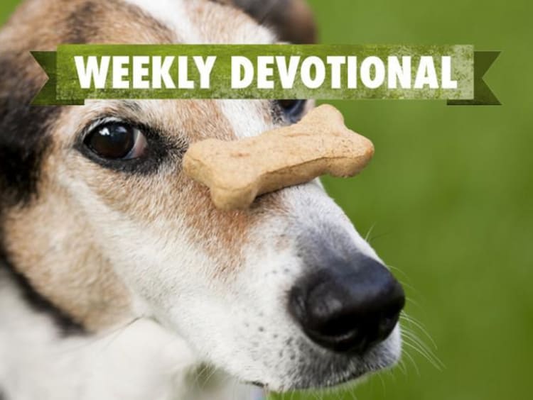 A dog with a bone balanced on his nose under the Weekly Devotional banner