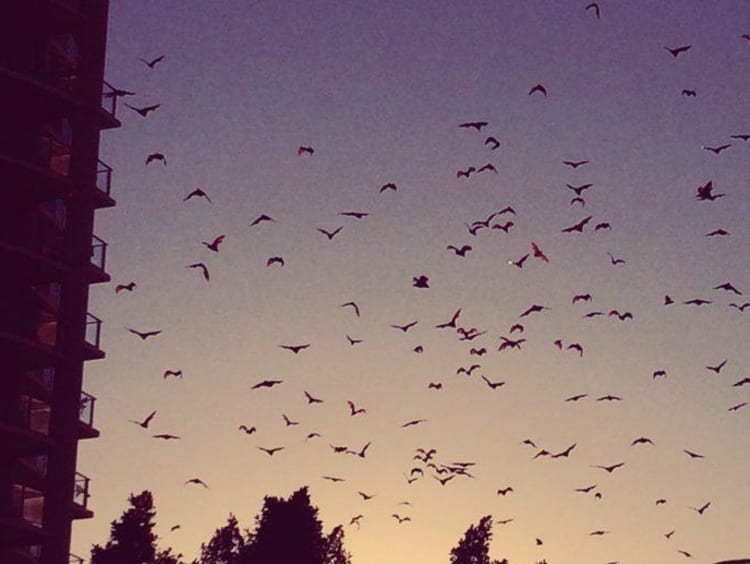 Evening shot of a swarm of seagulls in Cairns in Australia