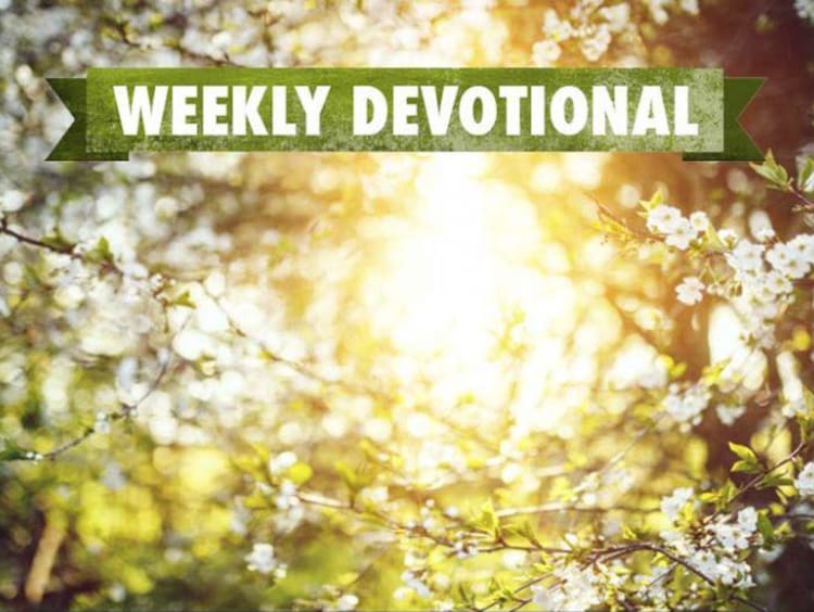 flowers in sun with weekly devotional banner