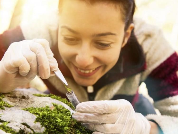 person taking a sample of moss off of a rock