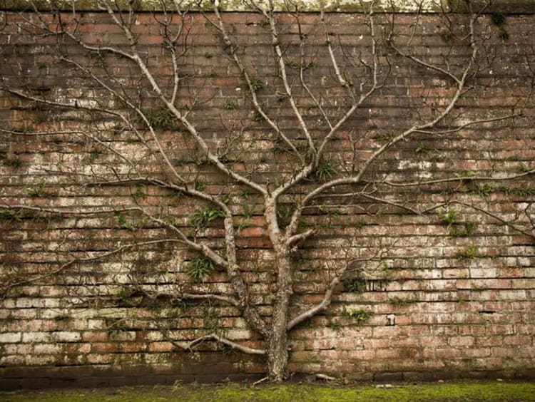A tree growing against a brick wall