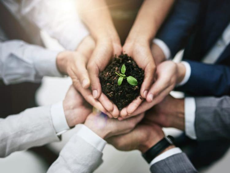 hands holding small plant