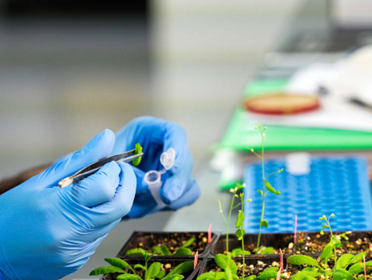 Nutritional scientist analyzing plants