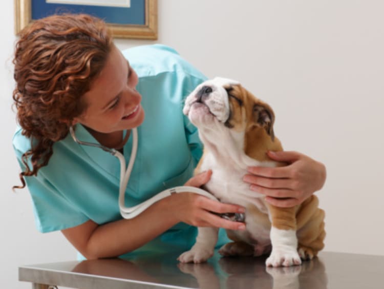 veterinarian working with animals