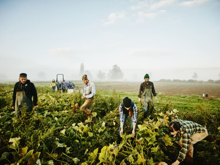 Conscious farmers responsibly harvesting squash