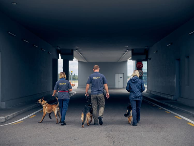 Three security guards with dogs