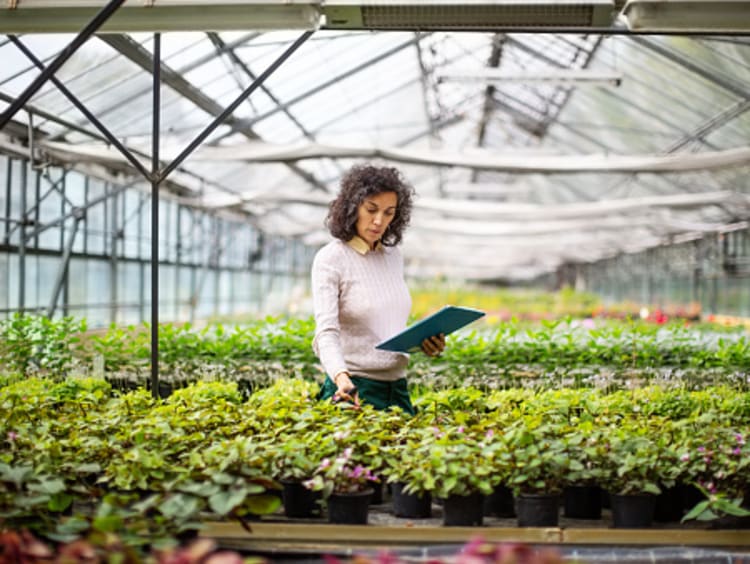 Woman examines plants in a greenhouse