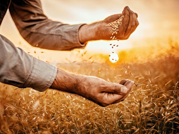 Man harvesting and working for the Lord in wheat field