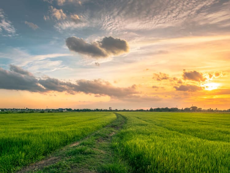 Image of a field and sky at sunset