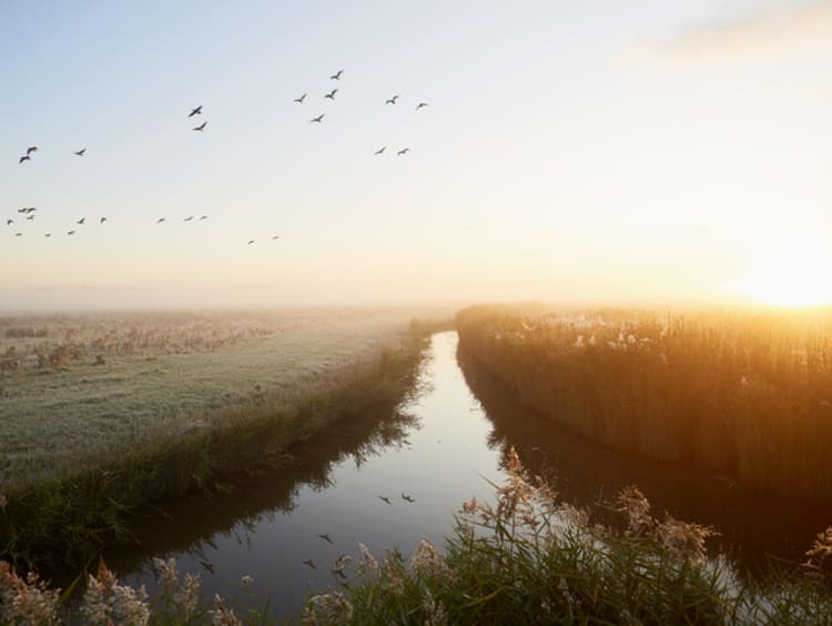 river leading toward gathering of birds and horizon