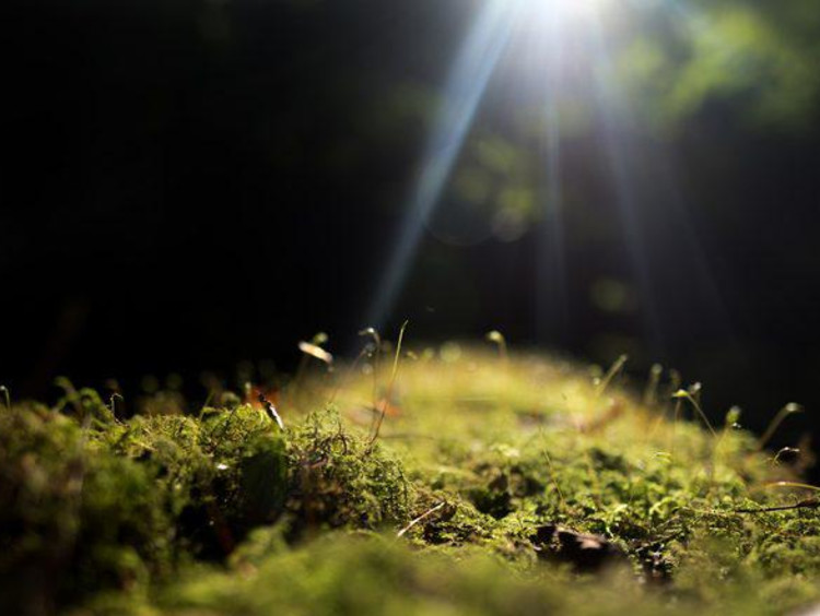 Close view of moss growing in a nature setting