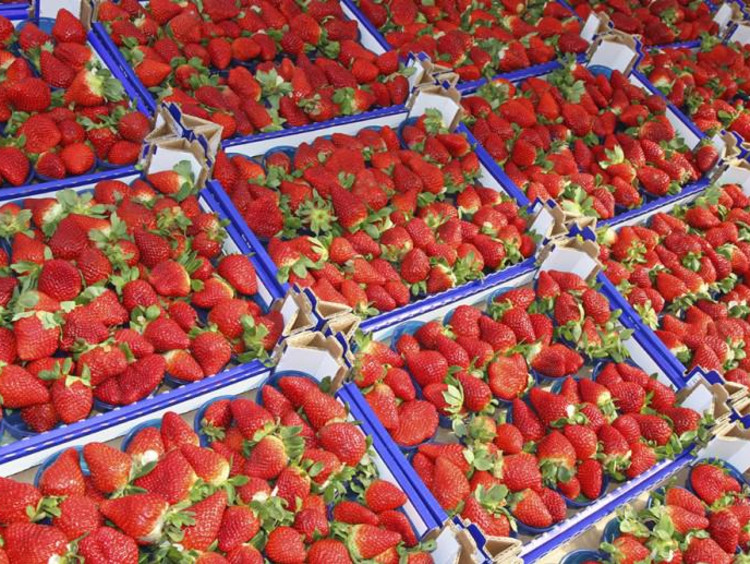 Boxes of fresh and ripe strawberries