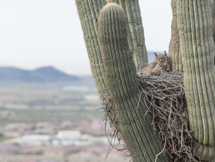 Owl in a cactus