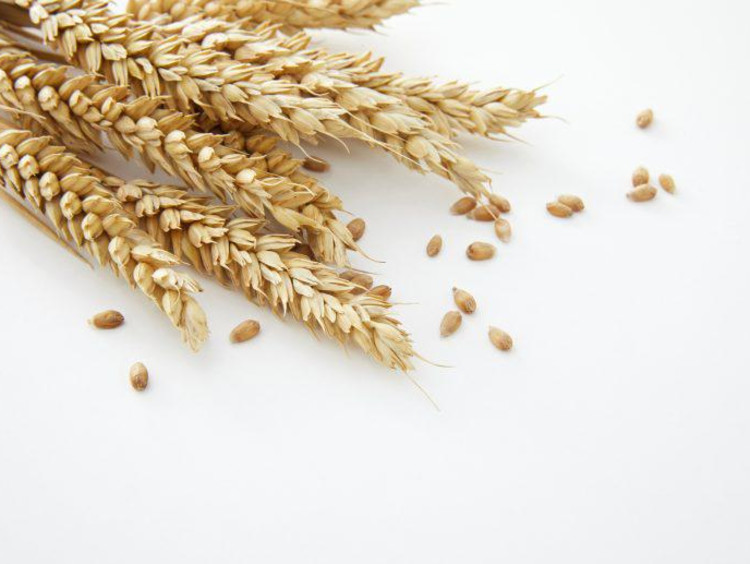 Wheat on a white surface