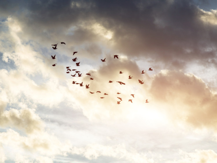 Group of doves fly in unison