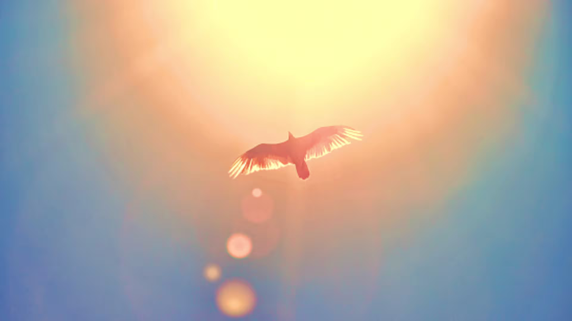 Dove flying under the sun.