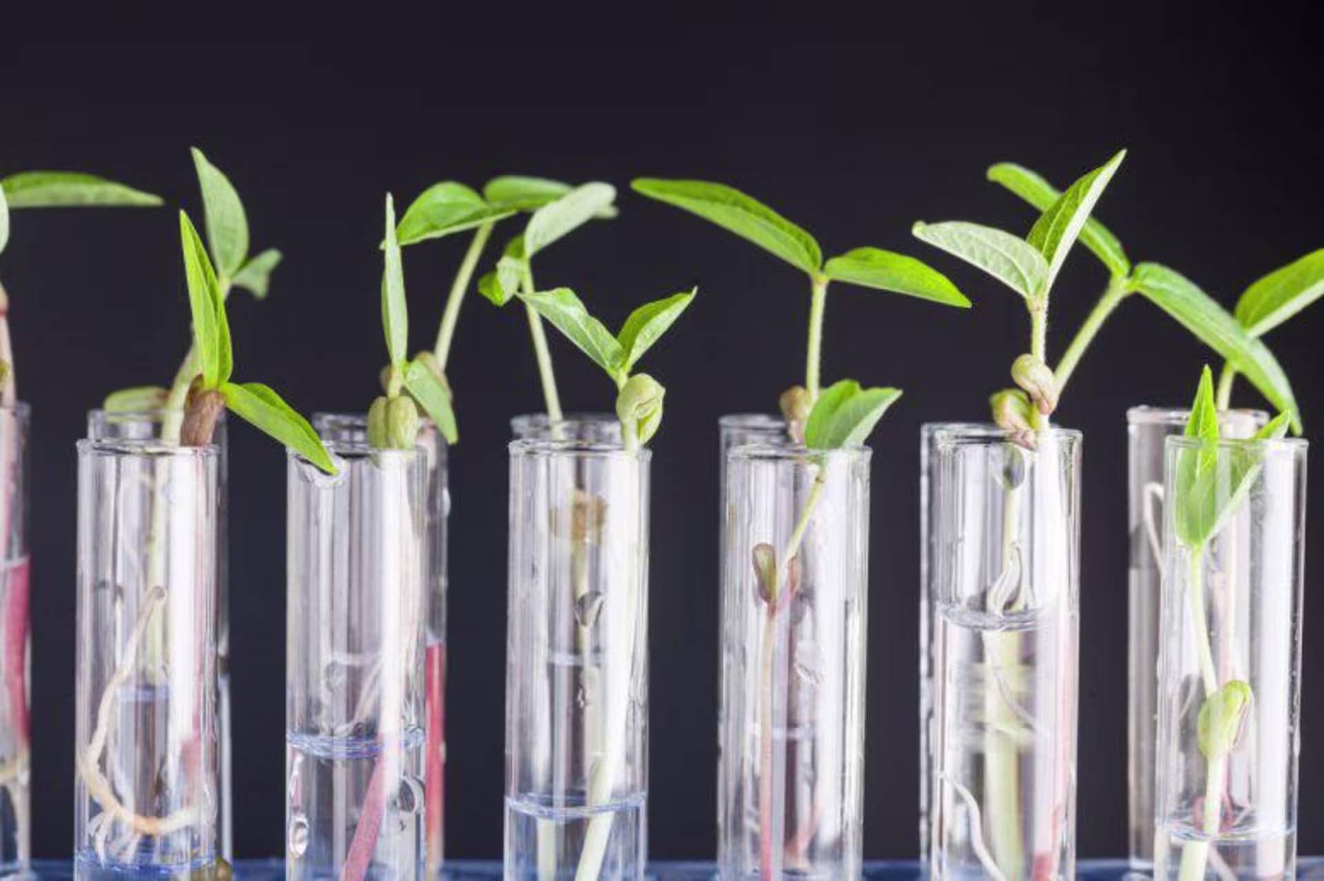 plants growing in test tubes