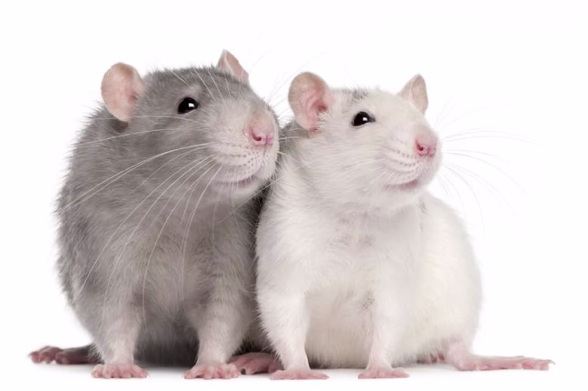 Two mice next to each other