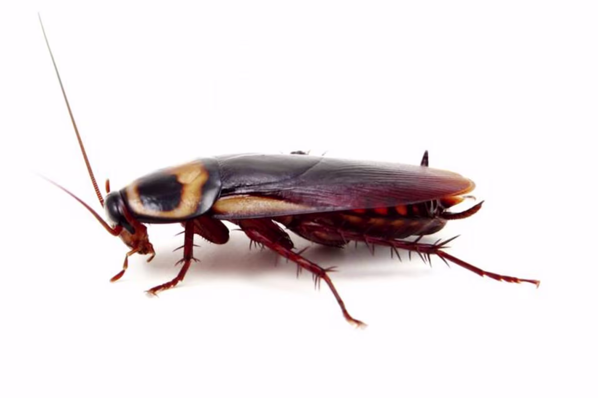 Cockroach graphic