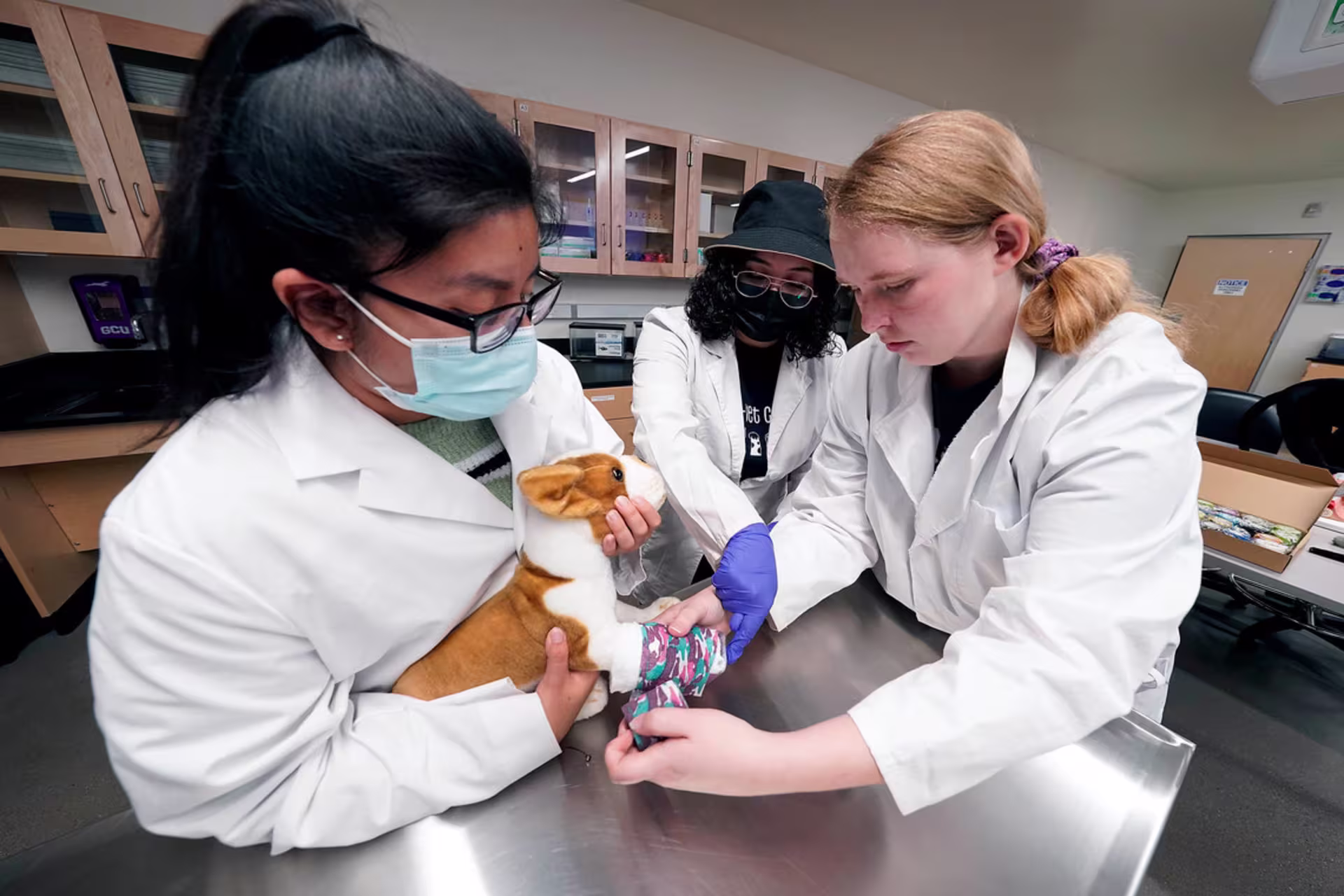 Three students in lab coats practice a pre-vet procedure on a small stuffed dog, with one holding the dog steady while the others carefully wrap its leg in a colorful bandage. 