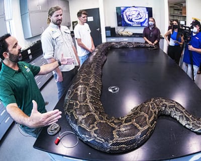 June 22, 2022; Naples, FL, USA; Ian Bartoszek, wildlife biologist and environmental science project manager for the Conservancy of Southwest Florida speaks with the media Wednesday, June 22, 2022 about how he and his team captured the largest invasive Burmese python to date in Florida. The female snake measured nearly 18 feet in length and weighed 215 pounds. It was captured through the Conservancy