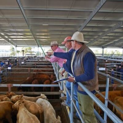 2st council saleyards