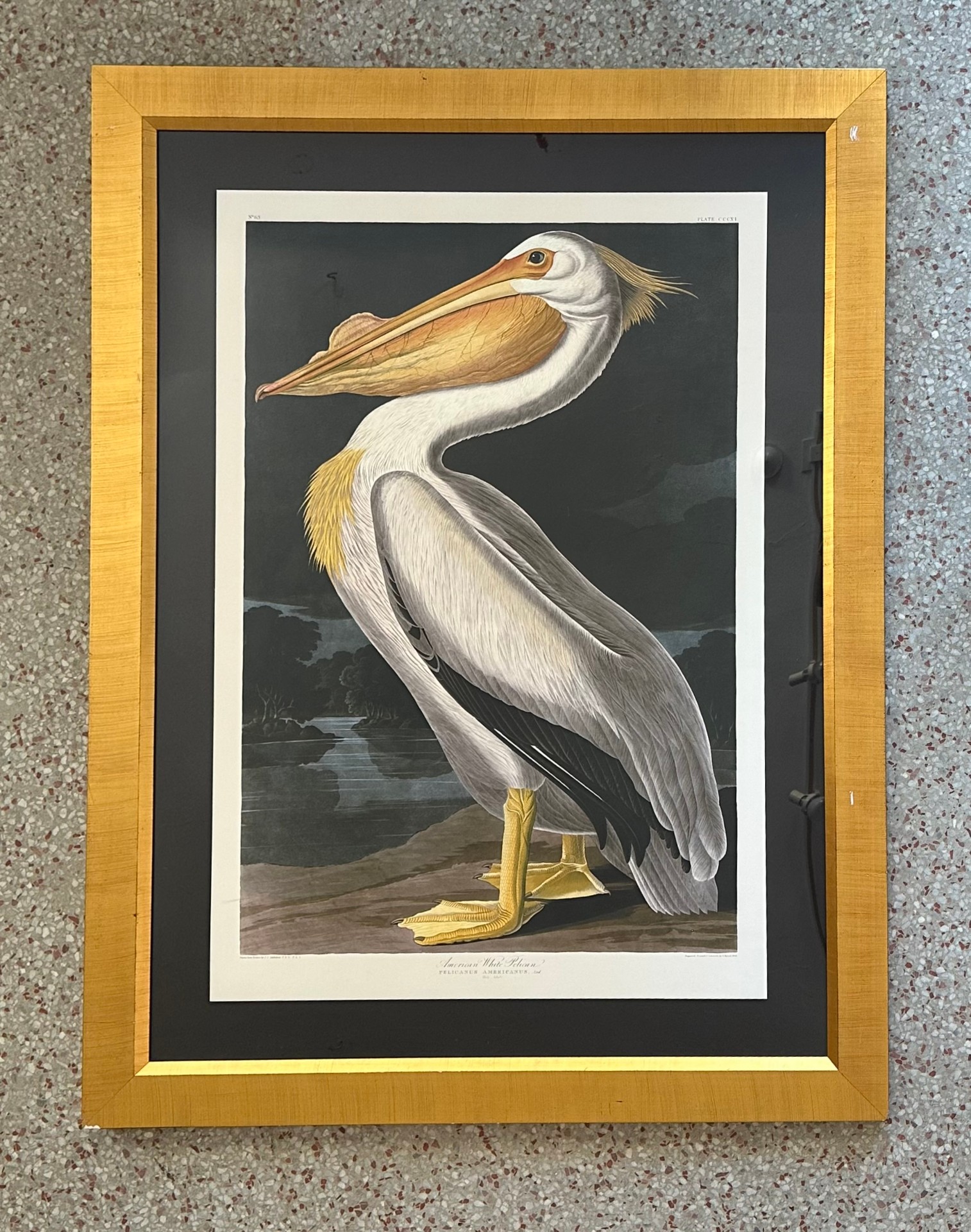 Vintage Coastal Audubon Framed Print - Side view