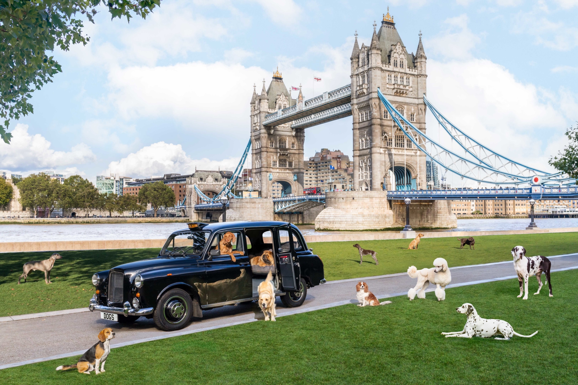 Dogs of London Behind the Scenes