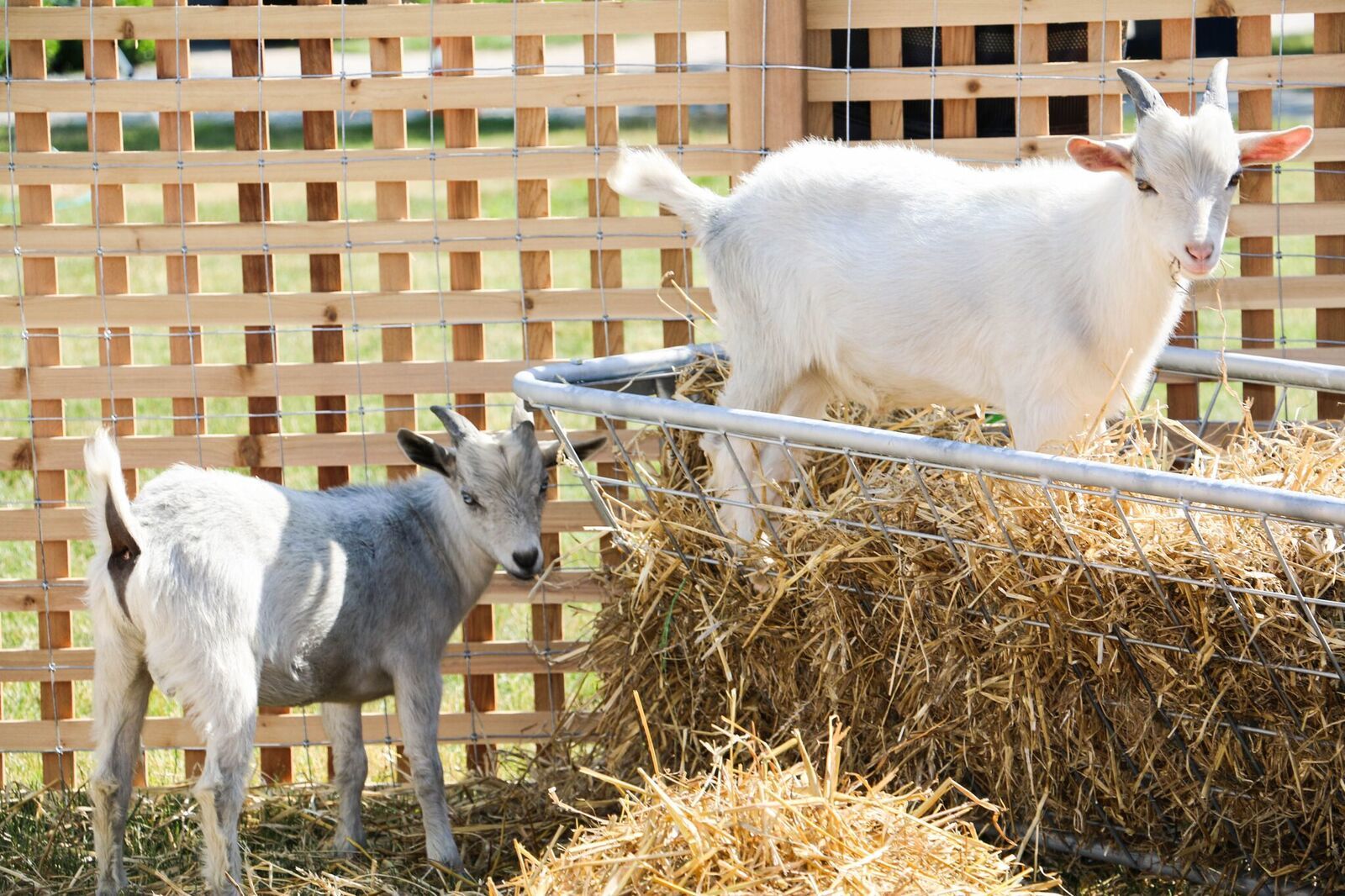 Gurney's Newport - William and Cornelius, the goats